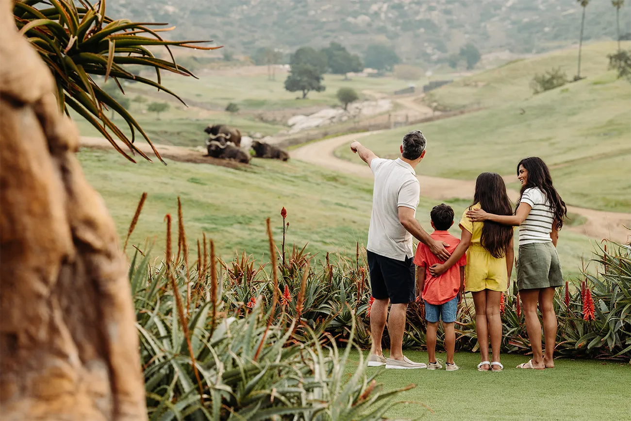 Four people stand on a grassy area, looking out over a scenic landscape with rolling hills, trees, pointing at water buffalo in the background.