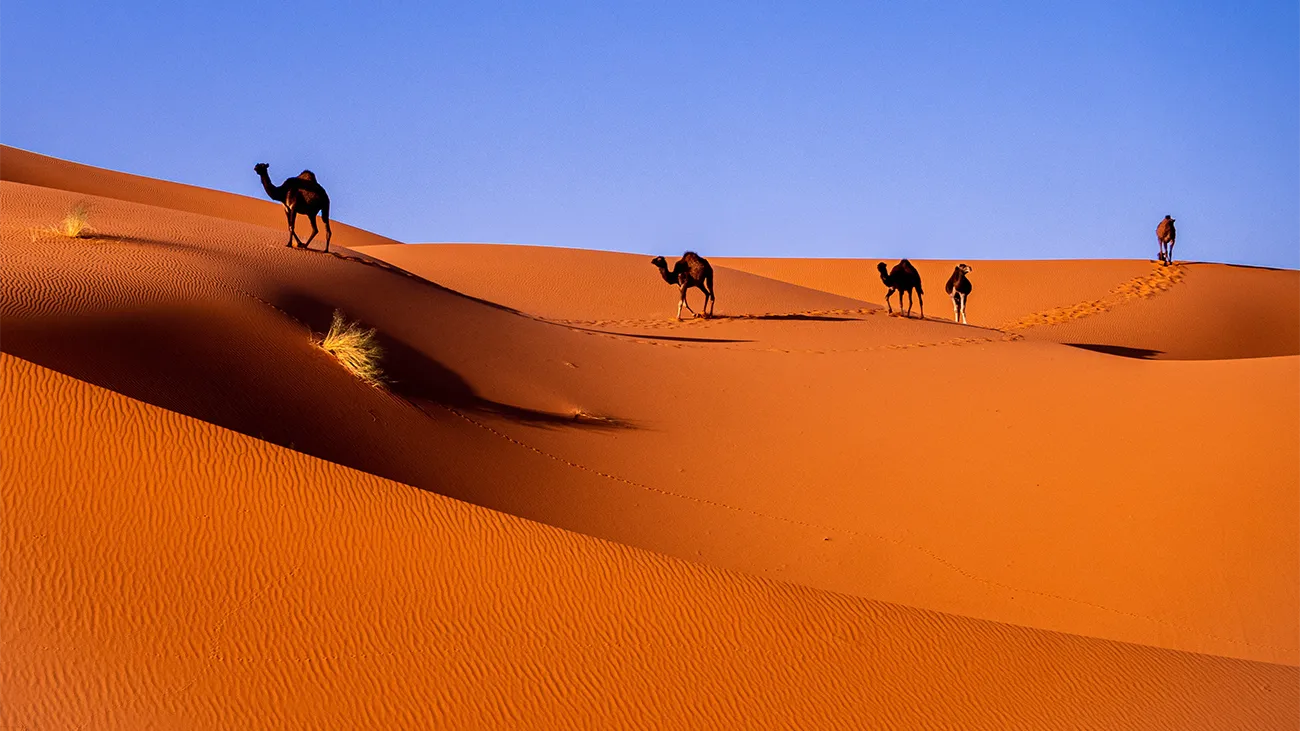 Brilliant orange dunes in the Sahara Desert with a bright blue sky; camels walking through the sand