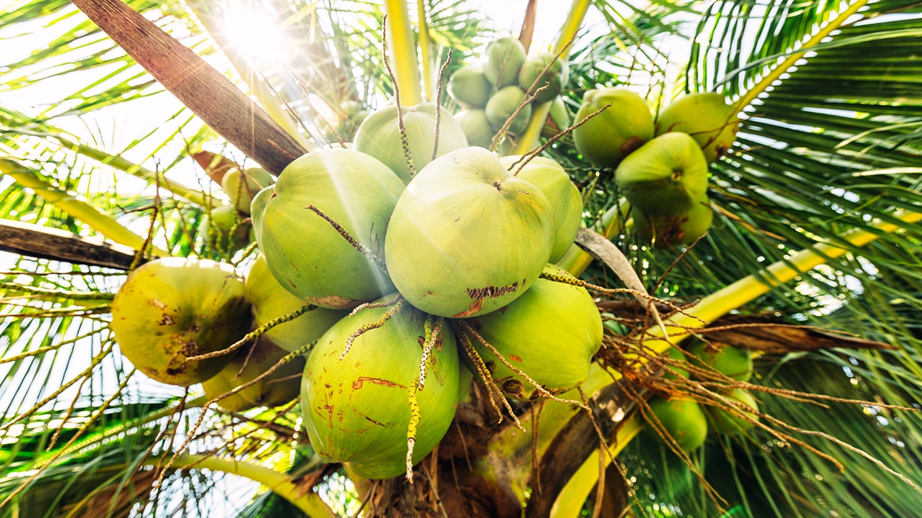 Green coconuts on the tree