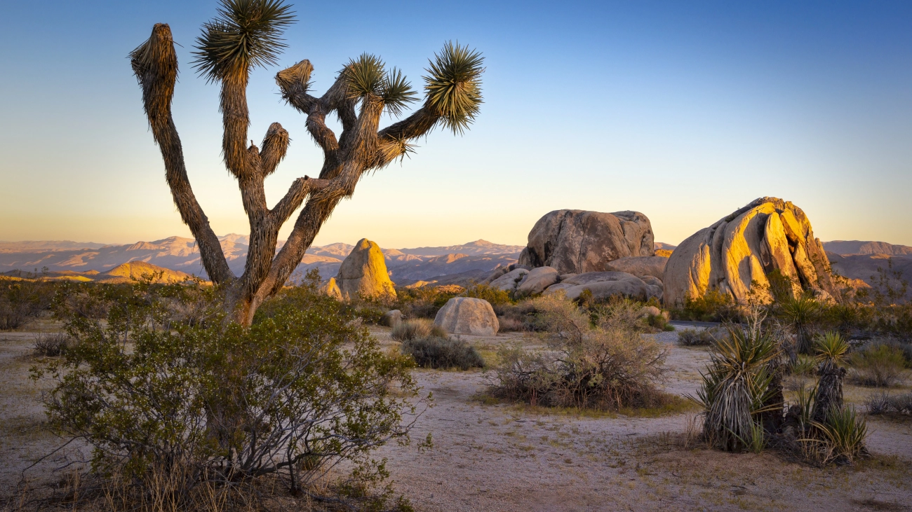 Beautiful desert landscape at sunset, with cacti and illuminated boulders 