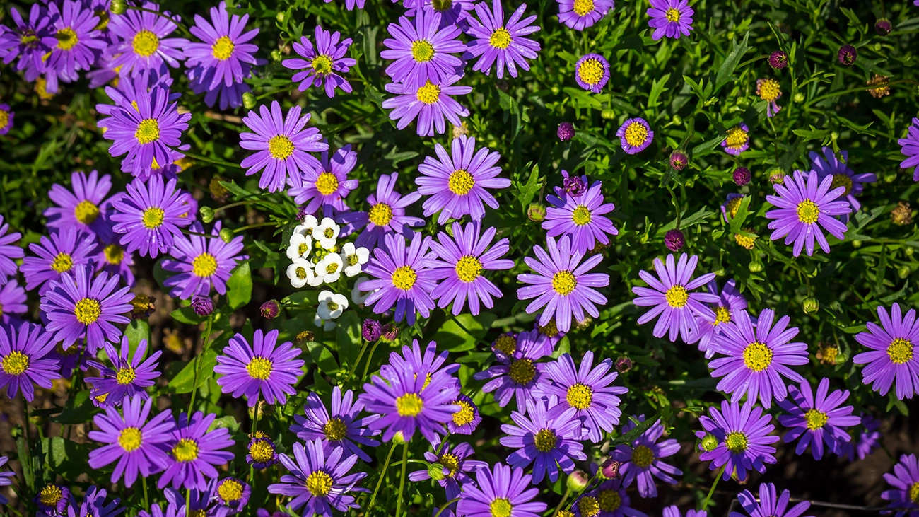 Array of vibrant purple flowers