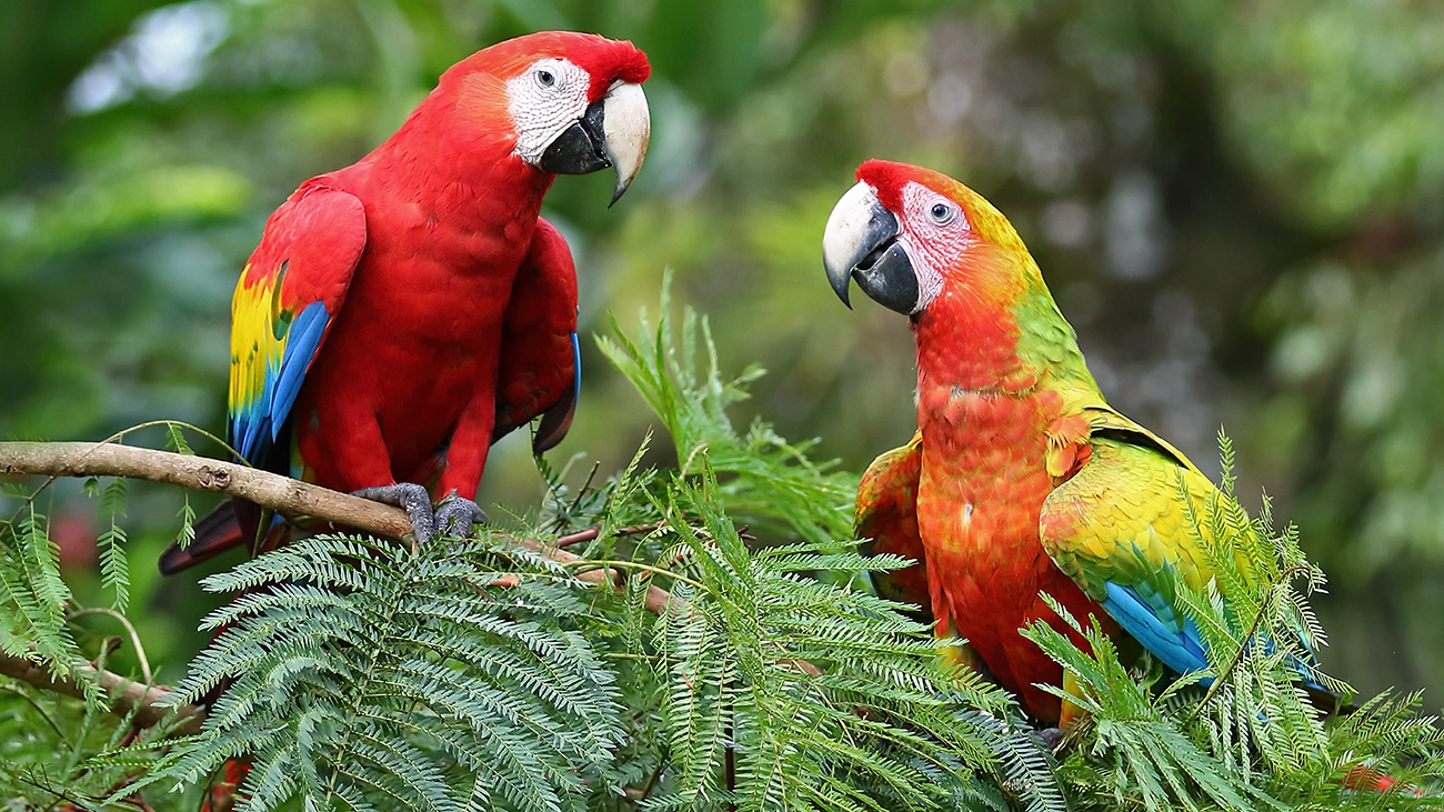 Vibrantly colored parrots perched on a tree branch