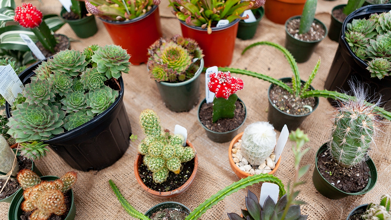 An array of colorful cacti and succulents