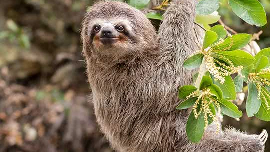 Curious, bright-eyed sloth hanging from a tree