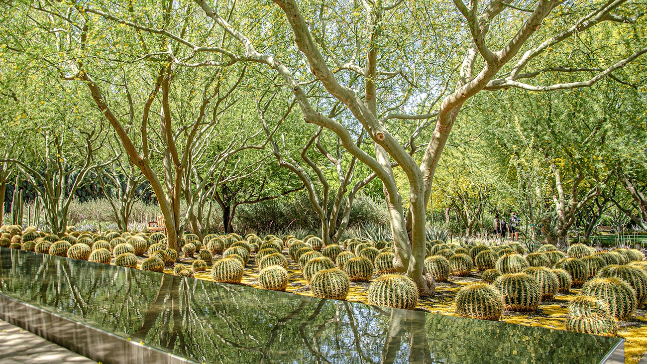 Scenic, shady cactus garden