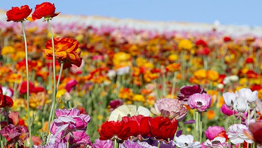 Field of numerous colorful red, white, pink, and yellow flowers