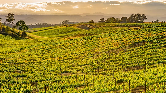 Sprawling, hilly vineyard on a sunny day