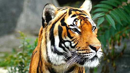 A golden-orange tiger looking with interest